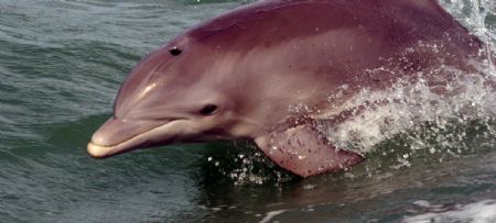 Gulf of Mexico, cute face! by Juliana Metzger 