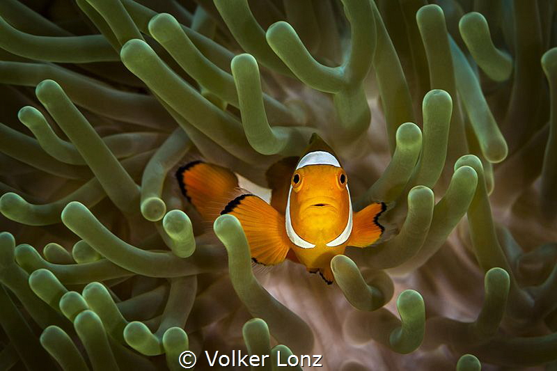Clown anemonefish by Volker Lonz 