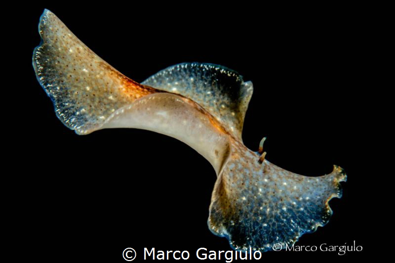 Flatworm by Marco Gargiulo 