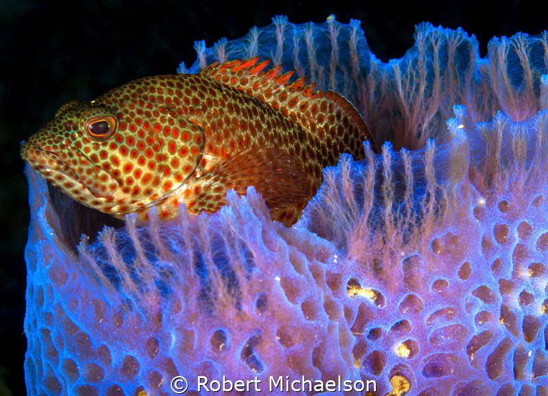 Comfortable resting spot by Robert Michaelson 