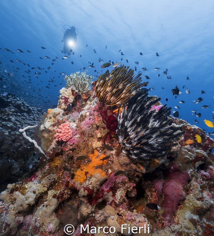 Crinoids by Marco Fierli 