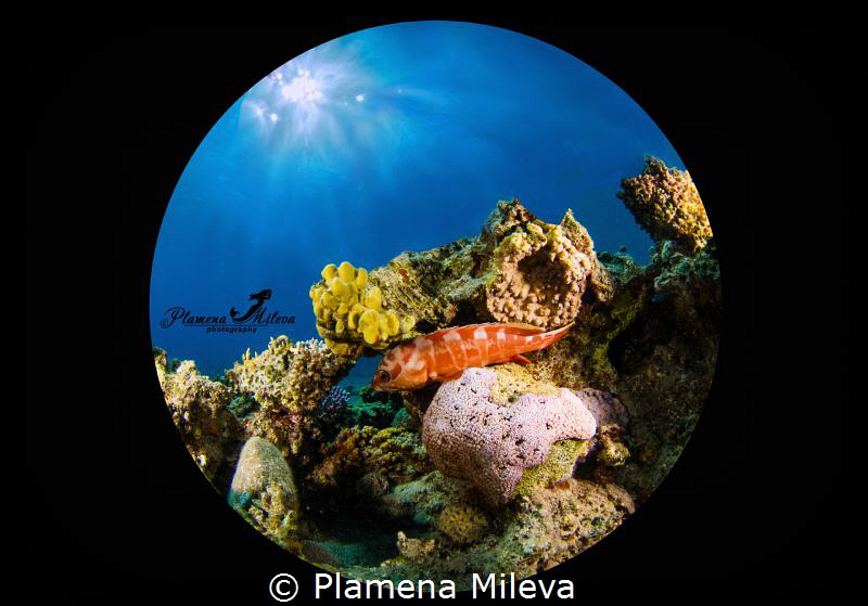 The center of the universe by Plamena Mileva 