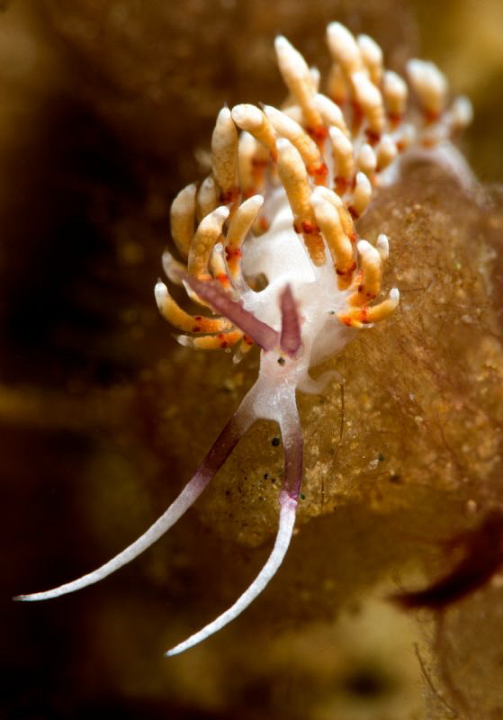 Flabellina. by Mehmet Salih Bilal 
