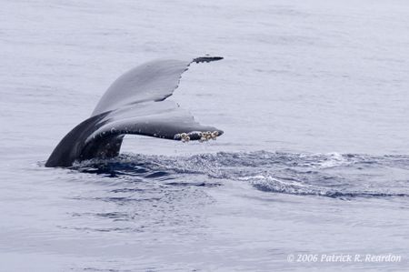 Bottoms up. Maui, Hawaii. by Patrick Reardon 