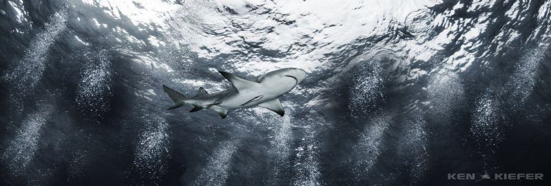 Lemon shark at tiger beach by Ken Kiefer 