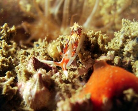 Phidiana militaris on a Wreck in the Gulf of Oman by Nicky Bowker 