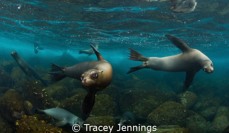 Whilst everyone else on the dive boat was having breakfas... by Tracey Jennings 