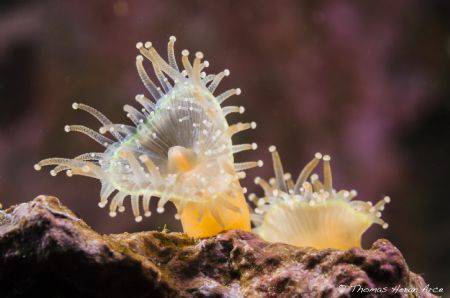 Corynactis sp. (Jewel anemone) by Thomas Heran 