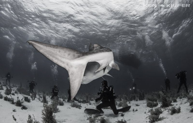 Divers at Tiger Beach with a little Shark Tail by Ken Kiefer 