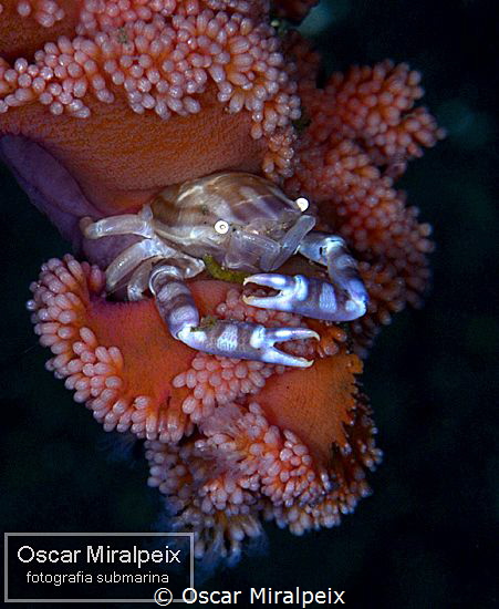 softcoral crab by Oscar Miralpeix 