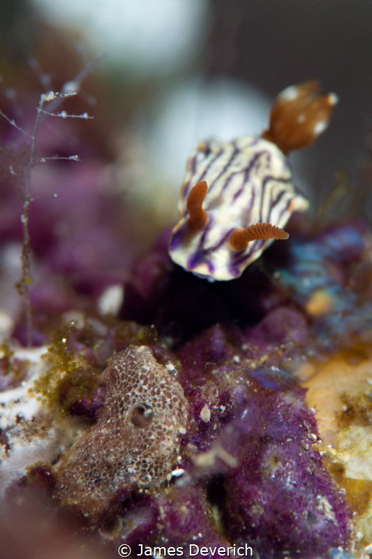 Zephyr Hypselodoris by James Deverich 