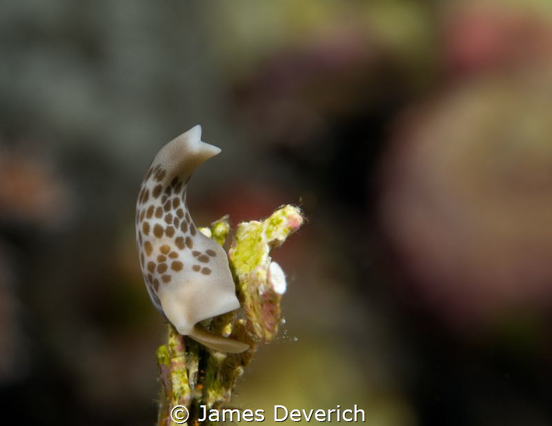 Some Slug by James Deverich 
