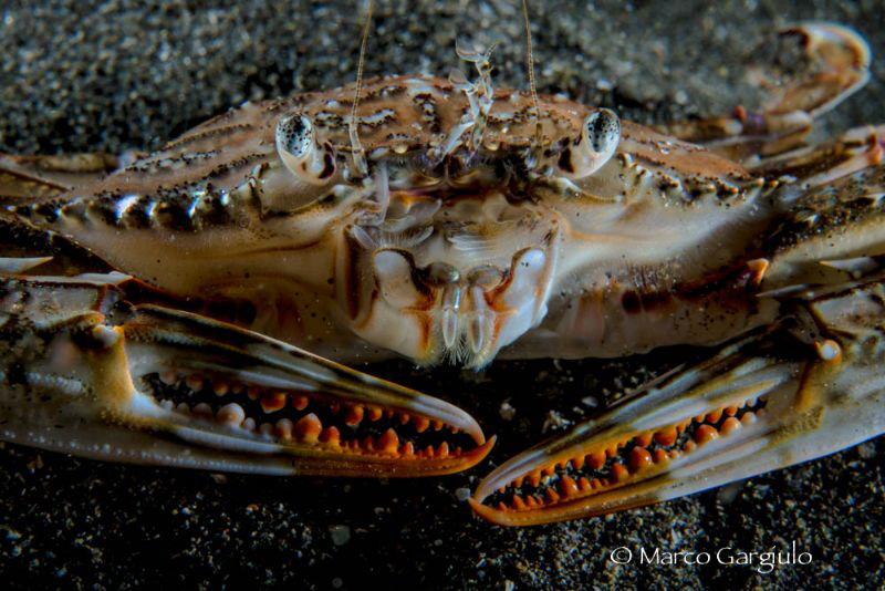 Crab in red by Marco Gargiulo 