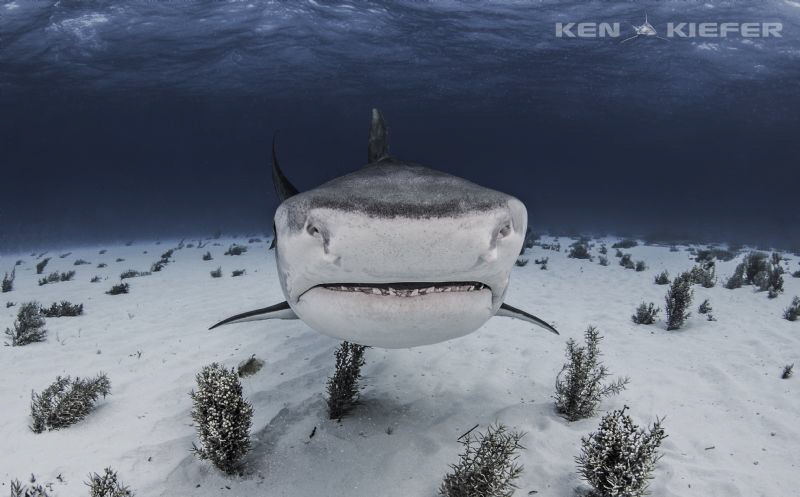 Big Pimpin

Large tiger shark comes in for a closer look by Ken Kiefer 