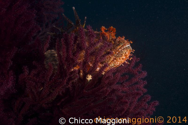 WAITING FOR.... by Chicco Maggioni 