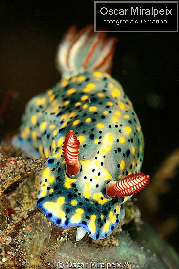 nudi by Oscar Miralpeix 