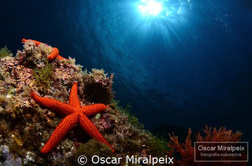star by Oscar Miralpeix 