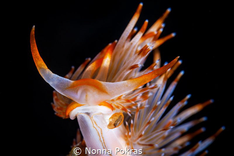 Orange and orange by Nonna Pokras 