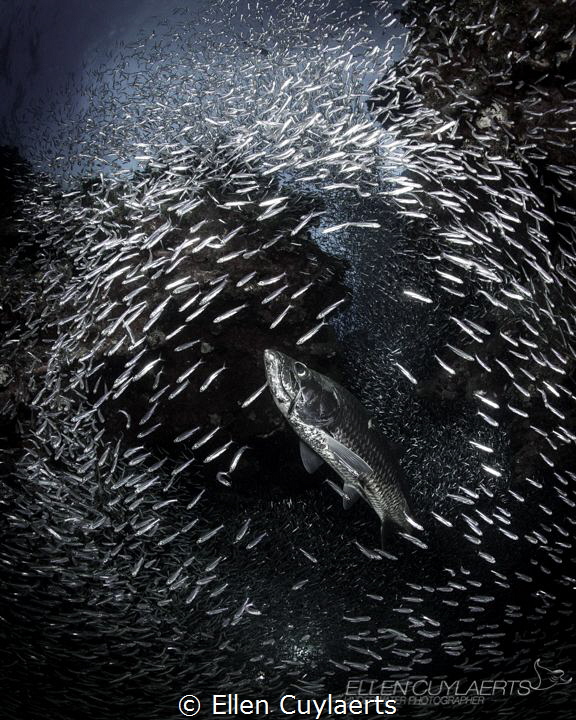 "Glory" 
Tarpon having its moment as silversides arrived... by Ellen Cuylaerts 