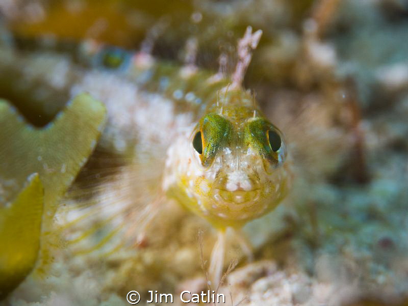 Diamond blenny portrait by Jim Catlin 