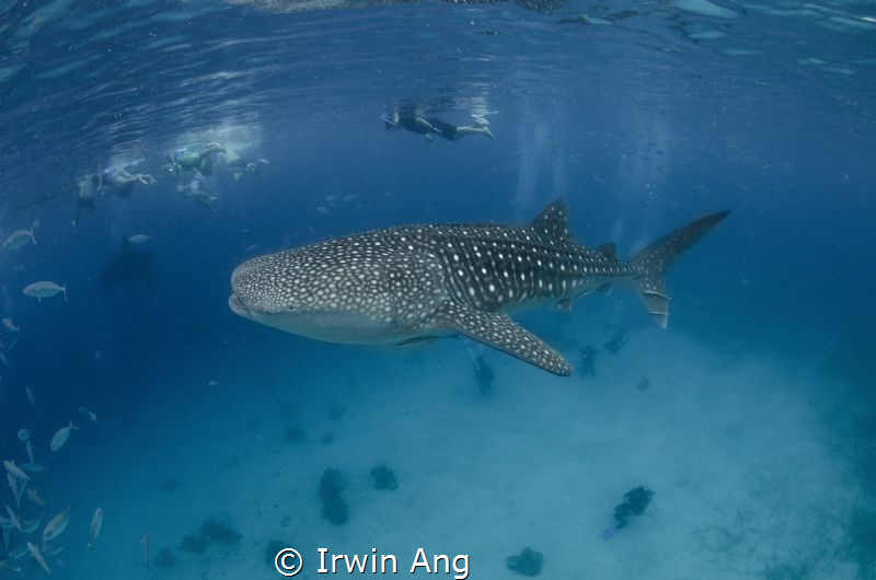 B I G - O N E 
Whale Shark (Rhincodon typus)
Oslob, Ceb... by Irwin Ang 