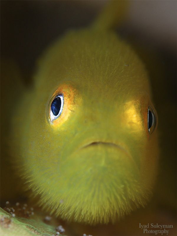 Yellow hairy goby by Iyad Suleyman 