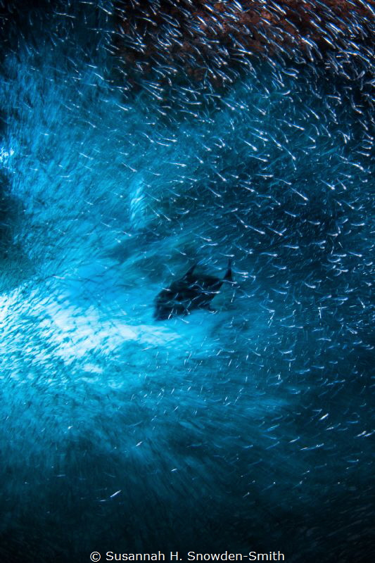 "Torrent"
Silversides rush around a jack hunting them in... by Susannah H. Snowden-Smith 