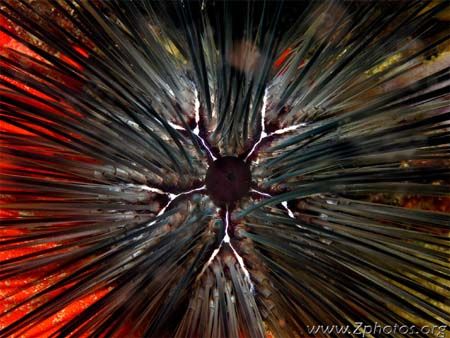 Urchins are very underappreciated. I loved the design and... by Zaid Fadul 