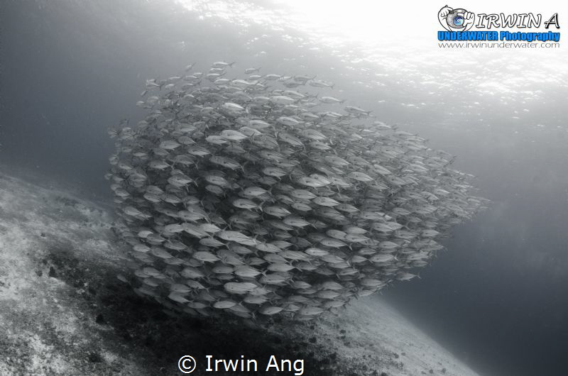C I R C L I N G
Jack fish
Similon, Cebu. Philippines 2014 by Irwin Ang 