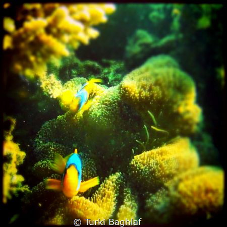 Captured by Gopro H2 by Turki Baghlaf 