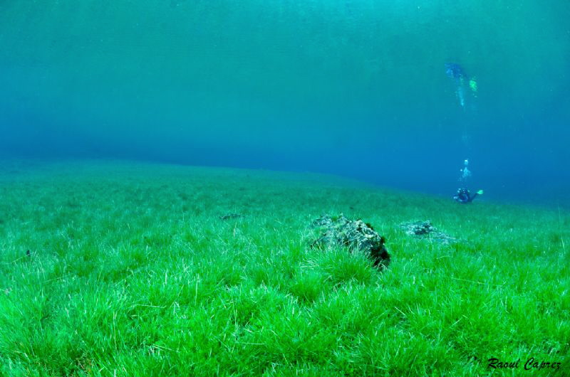 Alone in the grass by Raoul Caprez 
