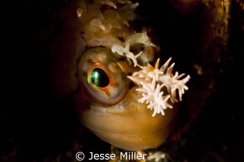 Super Macro Juvenile Decorated Warbonnet. 100mm Macro len... by Jesse Miller 
