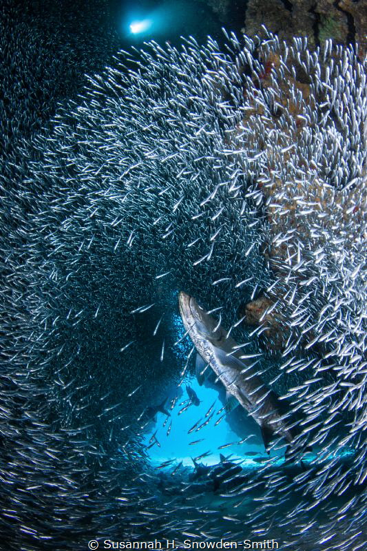 "The Cathedral" - A tarpon appears to ascend toward a hol... by Susannah H. Snowden-Smith 