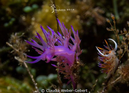 ...the happy face ;)
France - mediterranean sea by Claudia Weber-Gebert 