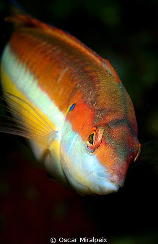 mediterranean wrasse by Oscar Miralpeix 