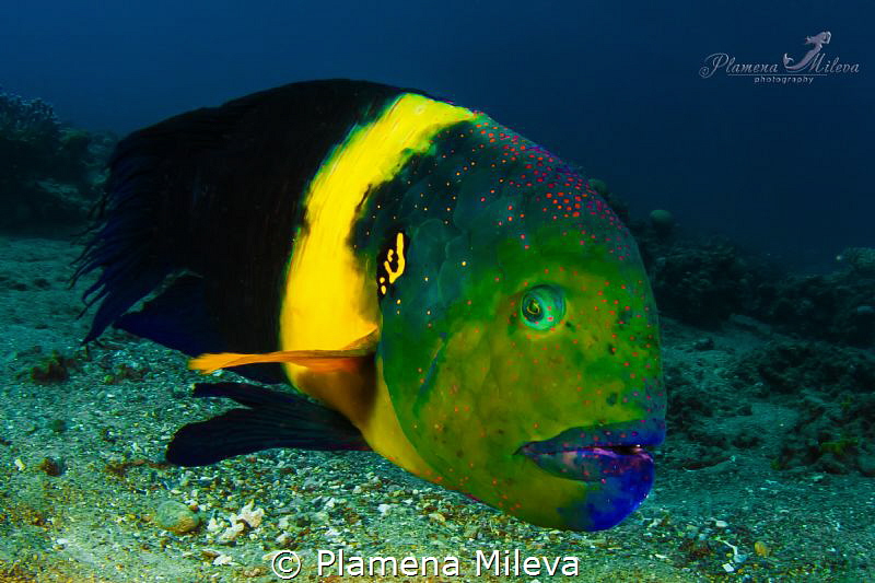 Broomtail wrasse by Plamena Mileva 