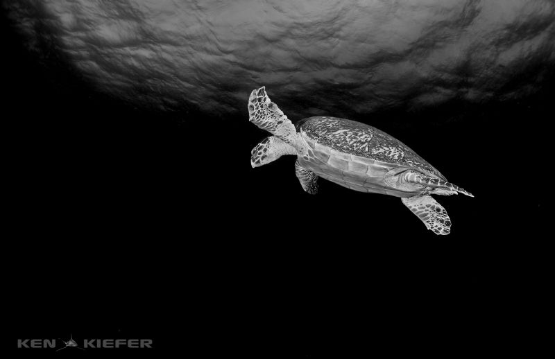 Hawksbill Turtle overhead in Cozumel
 by Ken Kiefer 