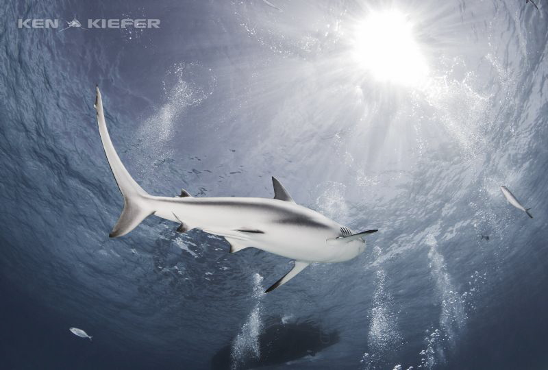 Reef Shark overhead by Ken Kiefer 
