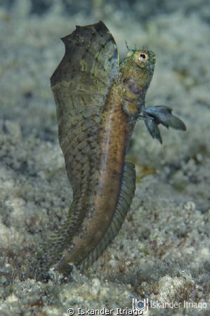 Sailfin Blenny from Cozumel Island in Mexico.

Nikon D7... by Iskander Itriago 