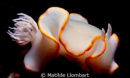 NUDI by Matilde Llombart 