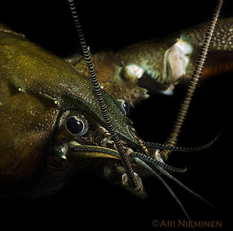 Antennas by Ari Nieminen 