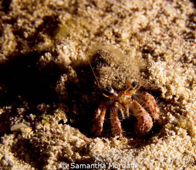 "Good Evening" - I found this little guy in the sand duri... by Samantha Morgan 