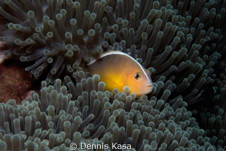 sweet Anemone ;-)
Sony NEX7, Sony SEL 18-55, Nauticam NA... by Dennis Kasa 