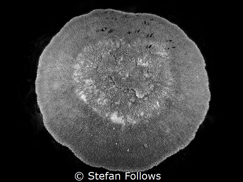 The Whole Of The Moon ... ! Acropora sp. Aow Ta Note, Tha... by Stefan Follows 