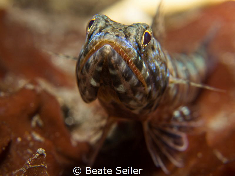 Lizardfish by Beate Seiler 