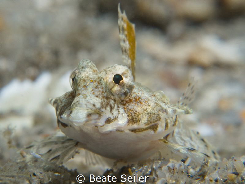 Dragonet by Beate Seiler 