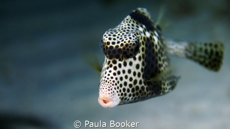 Goodnight Kiss by Paula Booker 