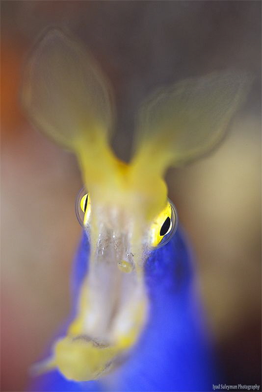 Blue Ribbon Eel by Iyad Suleyman 