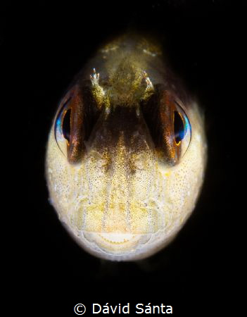 I spotted this little blenny looking strait at me from a ... by Dávid Sánta 
