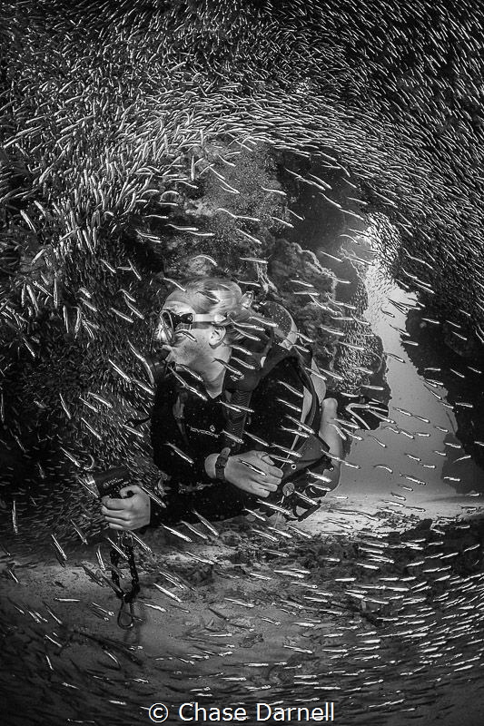 "Scatter"
A diver slowly makes her way into a swim throu... by Chase Darnell 